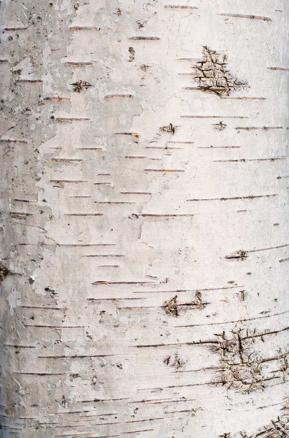 Birch tree bark texture - detail. Birch tree bark texture - detail