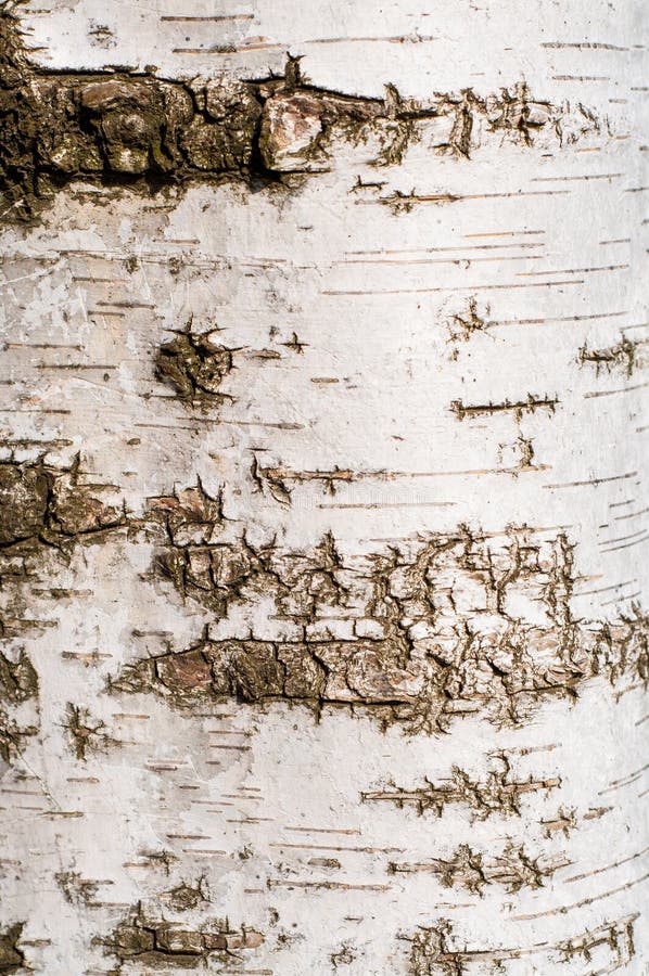 Birch tree bark texture - detail. Birch tree bark texture - detail