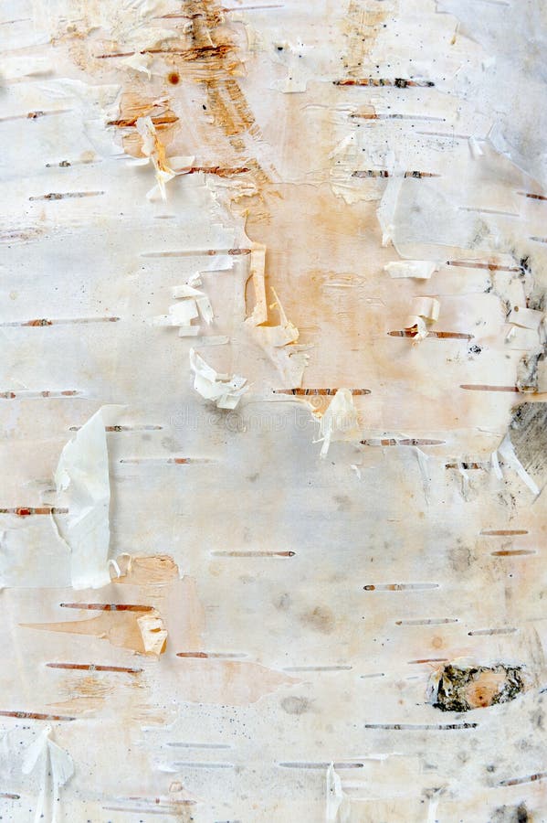 A close-up of white young birch tree bark texture. A close-up of white young birch tree bark texture