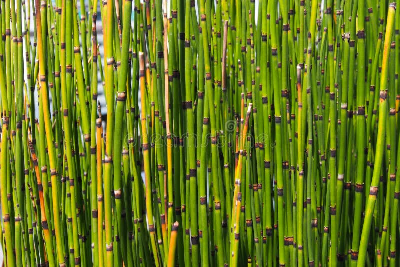 Dossel Verde De Bambu Em Selvas Da Alta Altitude Em Andes Peruanos Com  Montanhas Nuvem-cobertas, Peru Foto de Stock - Imagem de montanha,  floresta: 154208264