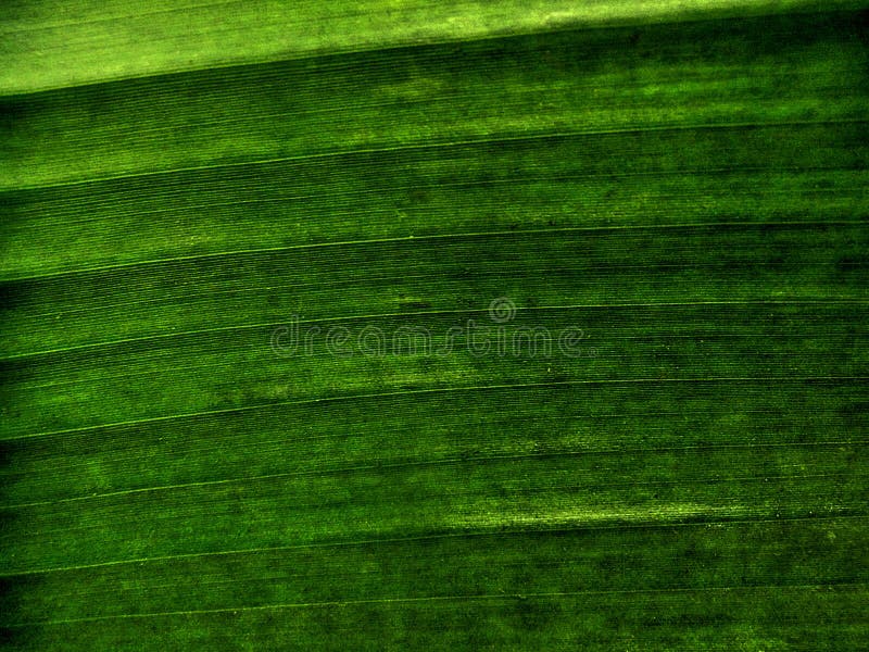 Textura da folha da banana fotografia de stock Textura da folha da banana fotografia de stock