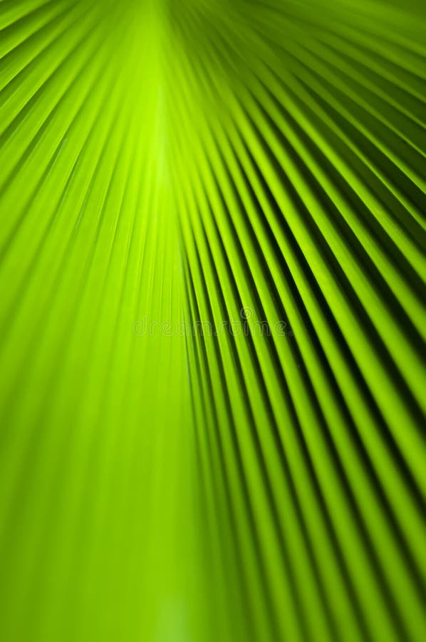 Textura da folha de palmeira verde imagens de stock Textura da folha de palmeira verde imagens de stock