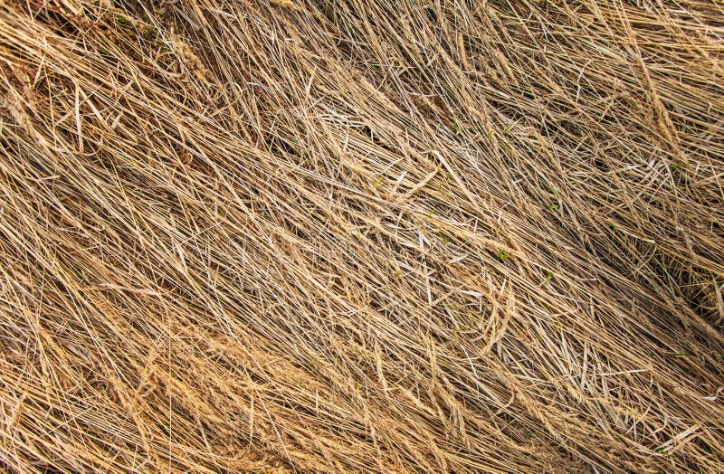 Textura da grama secada imagens de stock Textura da grama secada imagens de stock
