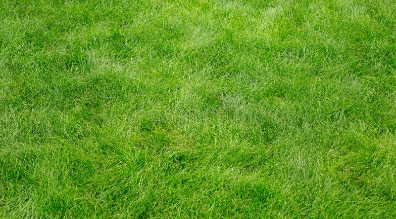 Textura da grama verde fotografia de stock Textura da grama verde fotografia de stock