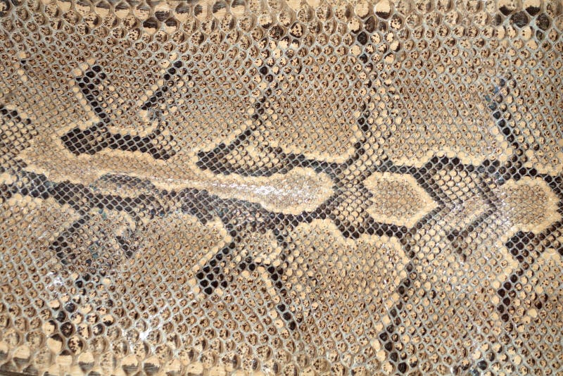 Textura da pele de serpente imagem de stock royalty free Textura da pele de serpente imagem de stock royalty free