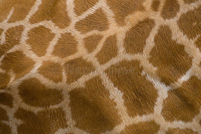 Textura da pele do Giraffe