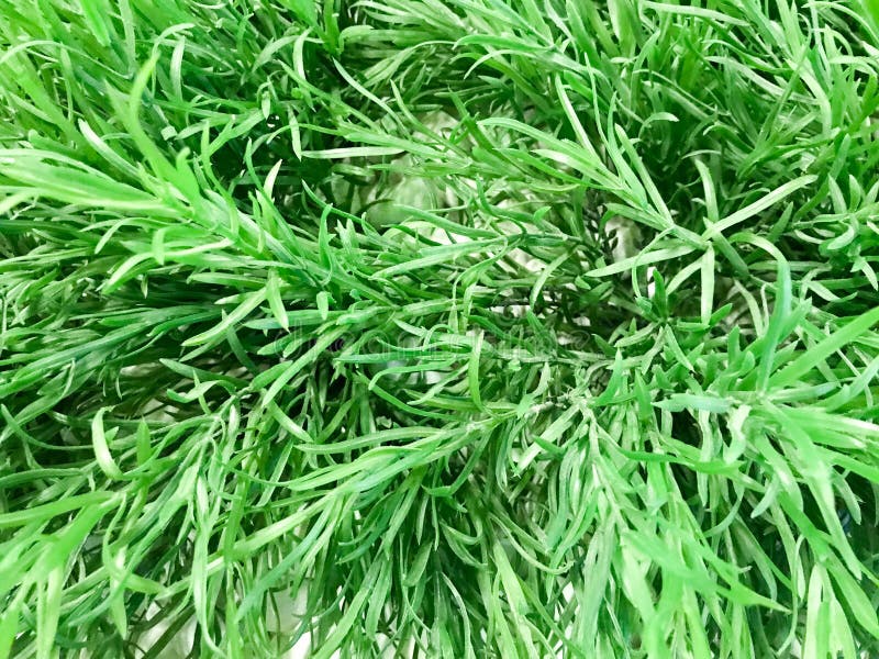 Textura das folhas bonitas oblongas verdes naturais de fresco pequeno O fundo imagens de stock royalty free Textura das folhas bonitas oblongas verdes naturais de fresco pequeno O fundo imagens de stock royalty free