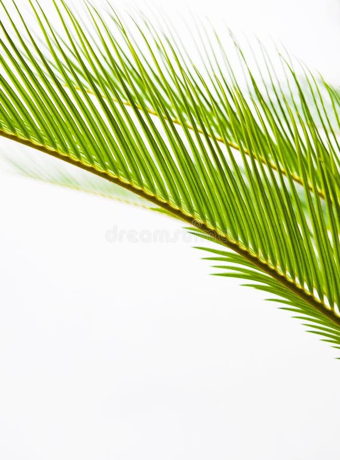 Textura de hoja de palma imagen de archivo