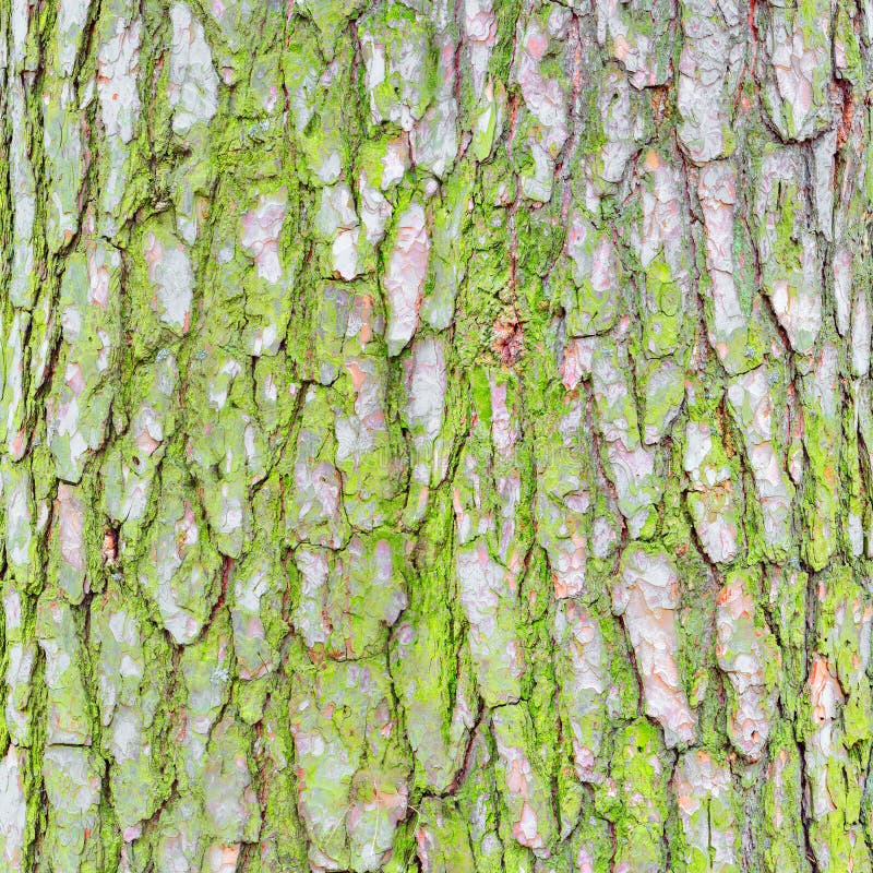 Hecho un desastre alimentar Viento fuerte Textura De La Corteza De árbol De Pino Imagen de archivo - Imagen de  tronco, piel: 103431119