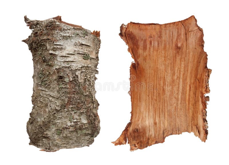 Old birch tree bark texture, very detailed. Isolated on white. Old birch tree bark texture, very detailed. Isolated on white