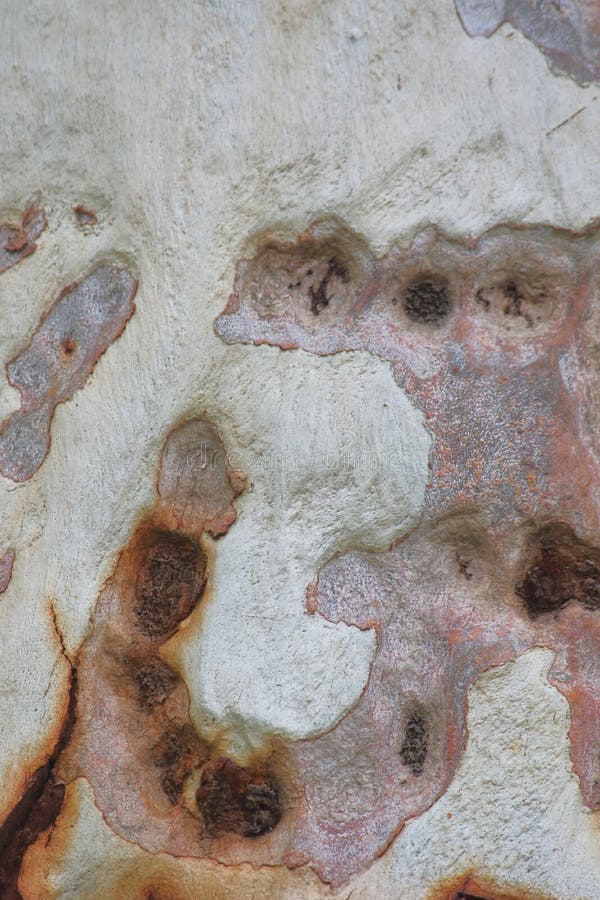 Textura de la corteza de árbol con collors naturales hermosos fotos de archivo libres de regalías Textura de la corteza de árbol con collors naturales hermosos fotos de archivo libres de regalías
