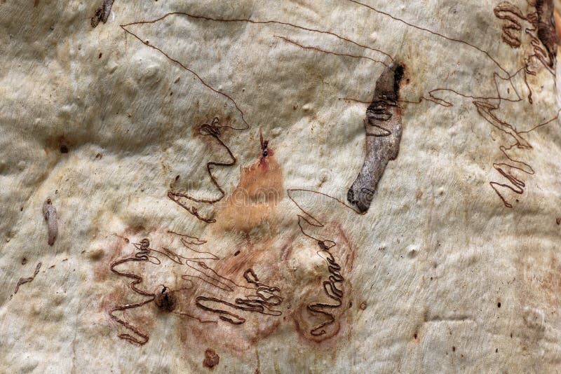 Textura de la corteza de árbol de goma de Scribbly imagen de archivo Textura de la corteza de árbol de goma de Scribbly imagen de archivo