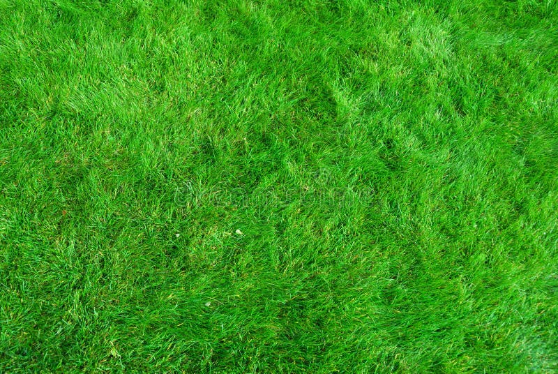 Textura de la hierba Textura de la hierba