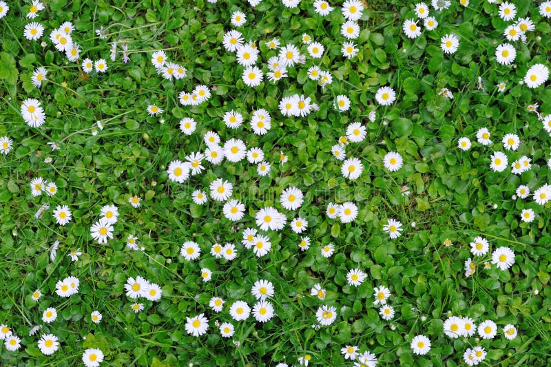 Textura De La Hierba Verde De La Primavera Con Las Flores Foto de archivo -  Imagen de pista, poco: 54875250