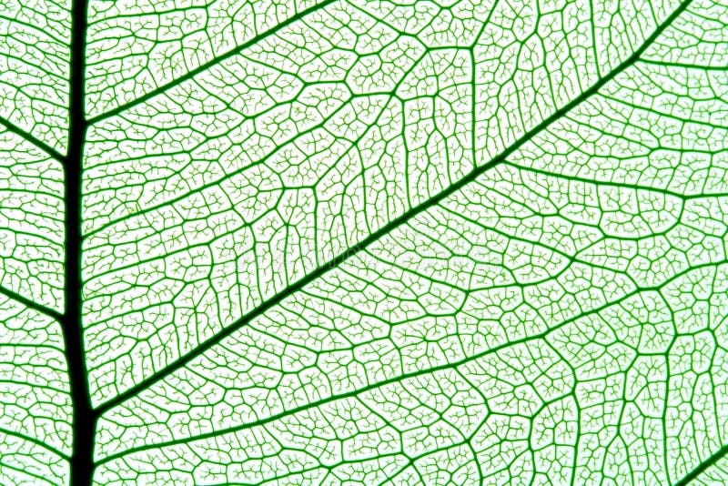 Textura de la hoja Textura de la hoja