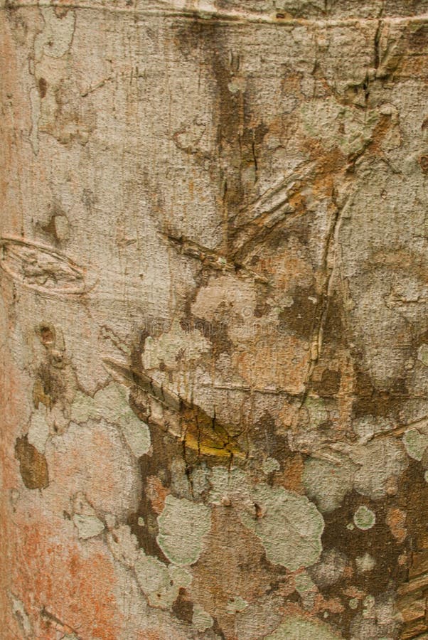 Textura de la madera en el primer de la selva Selva tropical Amazonas, el Brasil del Amazonas imagen de archivo libre de regalías Textura de la madera en el primer de la selva Selva tropical Amazonas, el Brasil del Amazonas imagen de archivo libre de regalías