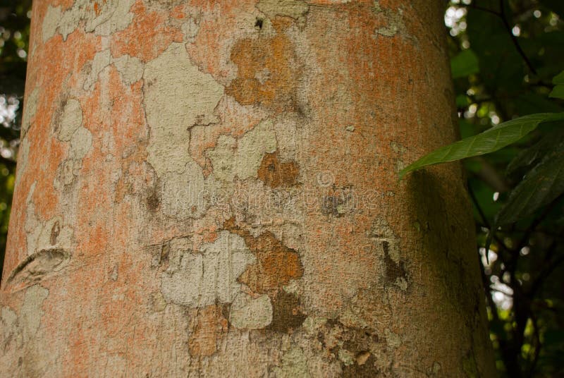 Textura de la madera en el primer de la selva Selva tropical Amazonas, el Brasil del Amazonas imágenes de archivo libres de regalías Textura de la madera en el primer de la selva Selva tropical Amazonas, el Brasil del Amazonas imágenes de archivo libres de regalías