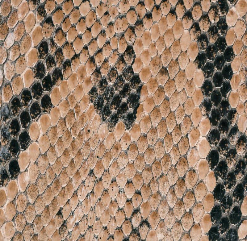 Textura De La Piel De Serpiente Como Fondo Foto de archivo Imagen de