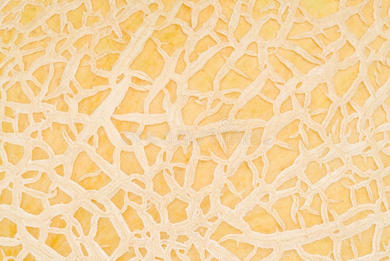 Textura de la piel del cantalupo foto de archivo libre de regalías Textura de la piel del cantalupo foto de archivo libre de regalías