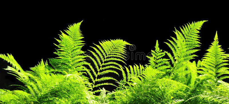 Textura de la planta verde, bandera imagen de archivo Textura de la planta verde, bandera imagen de archivo