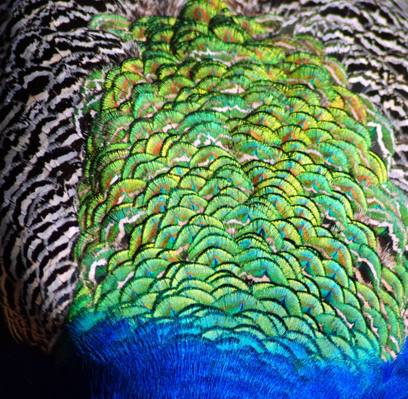 Texturas De Plumas De Pavo Real Foto de archivo - Imagen de variedad, ésos:  203485098