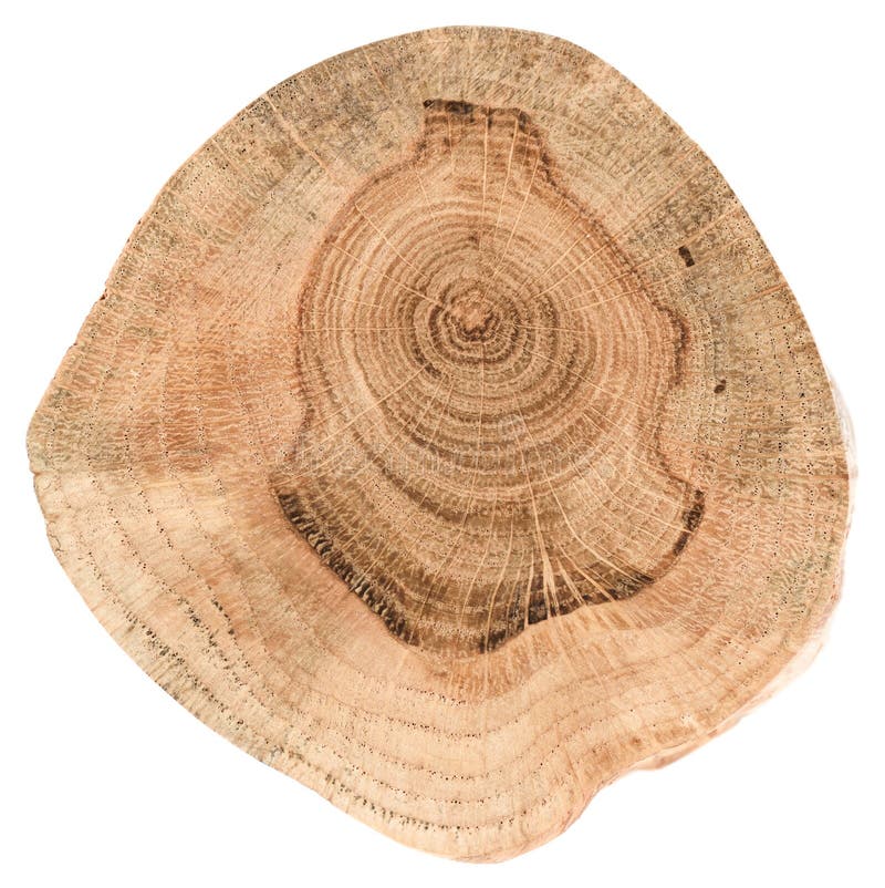 Textura de la rebanada del roble Losa de madera de la forma irregular con ri anual