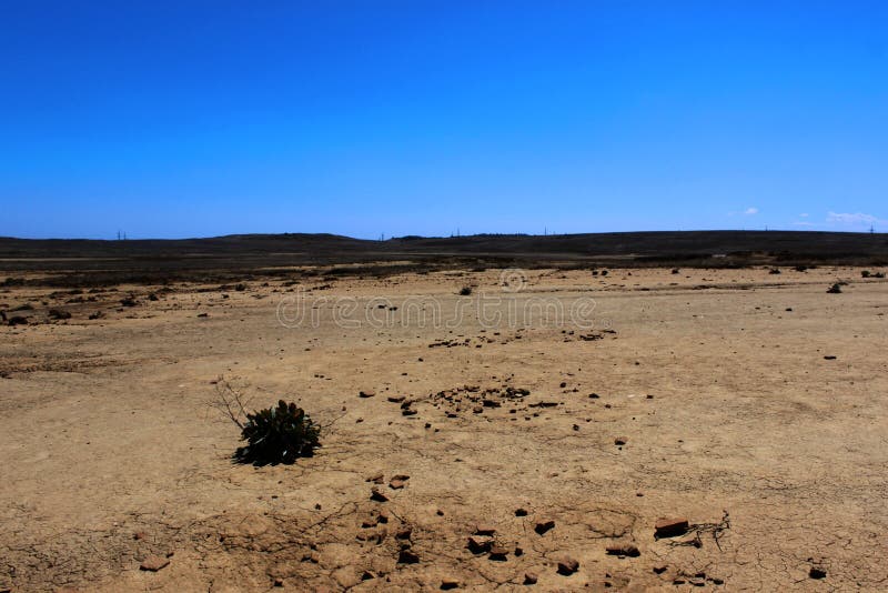 Textura de la tierra agrietada seca con las grietas en el valle de los volcanes del fango Plantas raras de la supervivencia, sequ fotos de archivo Textura de la tierra agrietada seca con las grietas en el valle de los volcanes del fango Plantas raras de la supervivencia, sequ fotos de archivo