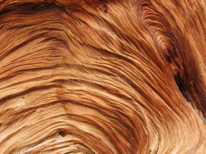 Closeup of a twisted and swirled wood texture from a pine tree root. Closeup of a twisted and swirled wood texture from a pine tree root