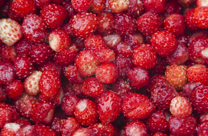 Textura de muchos fruta de la fresa salvaje imágenes de archivo libres de regalías Textura de muchos fruta de la fresa salvaje imágenes de archivo libres de regalías