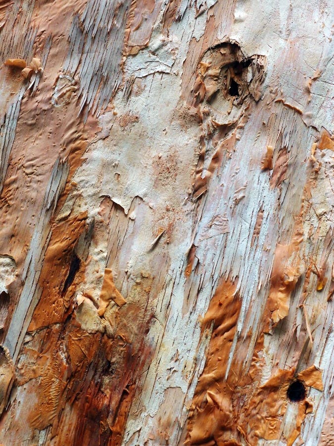 A photograph showing the beautiful unique textured bark surface of the tree named Melaleuca quinquenervia, commonly known as broad-leaved paperbark, the paper bark tea tree or niaouli It is a small- to medium-sized tree of the allspice family, Myrtaceae. The plant is native to New Caledonia, Papua New Guinea and coastal eastern Australia, from Botany Bay in New South Wales northwards, into Queensland and the Northern Territory. It has become naturalised in the Everglades in Florida. The broad-leaved paperbark grows as a spreading tree up to 20 m high, with the trunk covered by a white, beige and grey thick papery bark. The grey-green leaves are ovate and the cream or white bottlebrush-like flowers appear from late spring to autumn. Smooth outer bark appears in graduated colours and can be peeled off in layers like paper or card board. A photograph showing the beautiful unique textured bark surface of the tree named Melaleuca quinquenervia, commonly known as broad-leaved paperbark, the paper bark tea tree or niaouli It is a small- to medium-sized tree of the allspice family, Myrtaceae. The plant is native to New Caledonia, Papua New Guinea and coastal eastern Australia, from Botany Bay in New South Wales northwards, into Queensland and the Northern Territory. It has become naturalised in the Everglades in Florida. The broad-leaved paperbark grows as a spreading tree up to 20 m high, with the trunk covered by a white, beige and grey thick papery bark. The grey-green leaves are ovate and the cream or white bottlebrush-like flowers appear from late spring to autumn. Smooth outer bark appears in graduated colours and can be peeled off in layers like paper or card board.