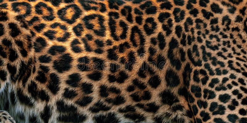 Textura De Piel De Leopardo Para El Fondo Piel Real Imagen De Archivo Imagen De Extracto 