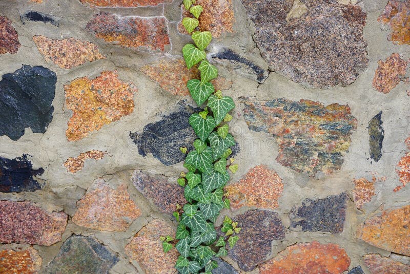 Muro De Pedra Rústica Com Vegetação Crescendo Sobre Ele Foto de Stock -  Imagem de espalhar, verde: 204125440