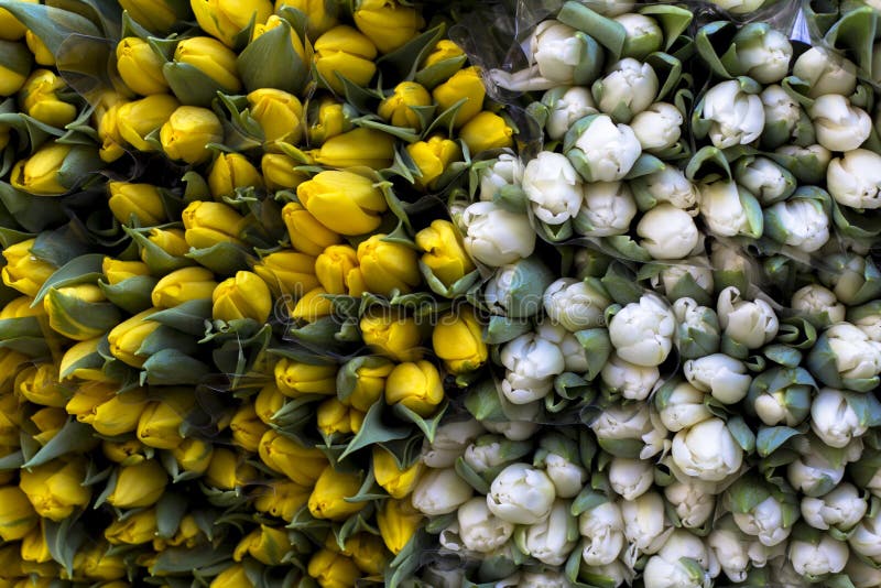 Textura de tulipanes amarillos y blancos en un ramo fresco de la primavera en el mercado fotografía de archivo libre de regalías Textura de tulipanes amarillos y blancos en un ramo fresco de la primavera en el mercado fotografía de archivo libre de regalías