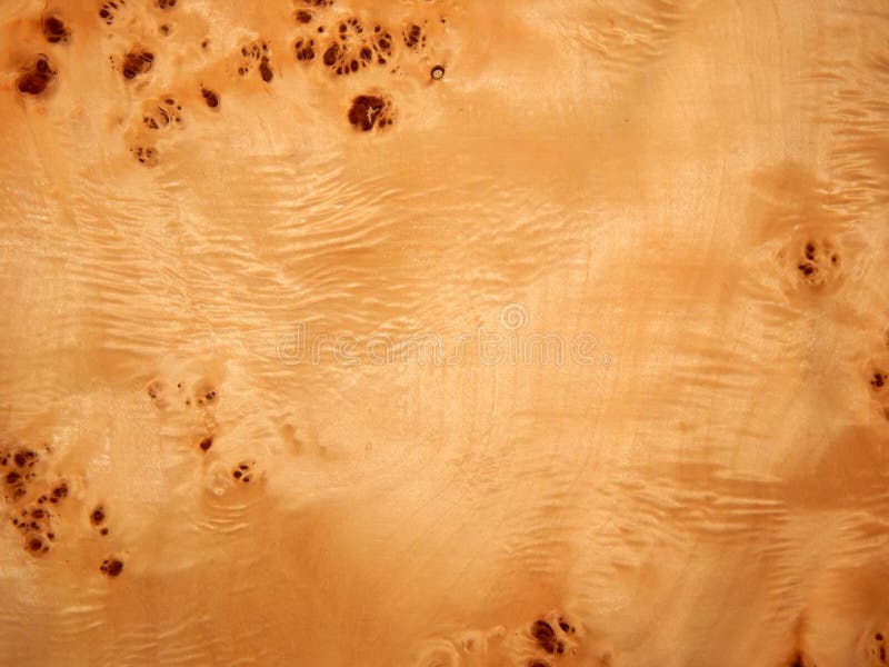 Textura de uma superfície de madeira de uma árvore com uma raiz do álamo Folheado de madeira para a mobília imagens de stock Textura de uma superfície de madeira de uma árvore com uma raiz do álamo Folheado de madeira para a mobília imagens de stock