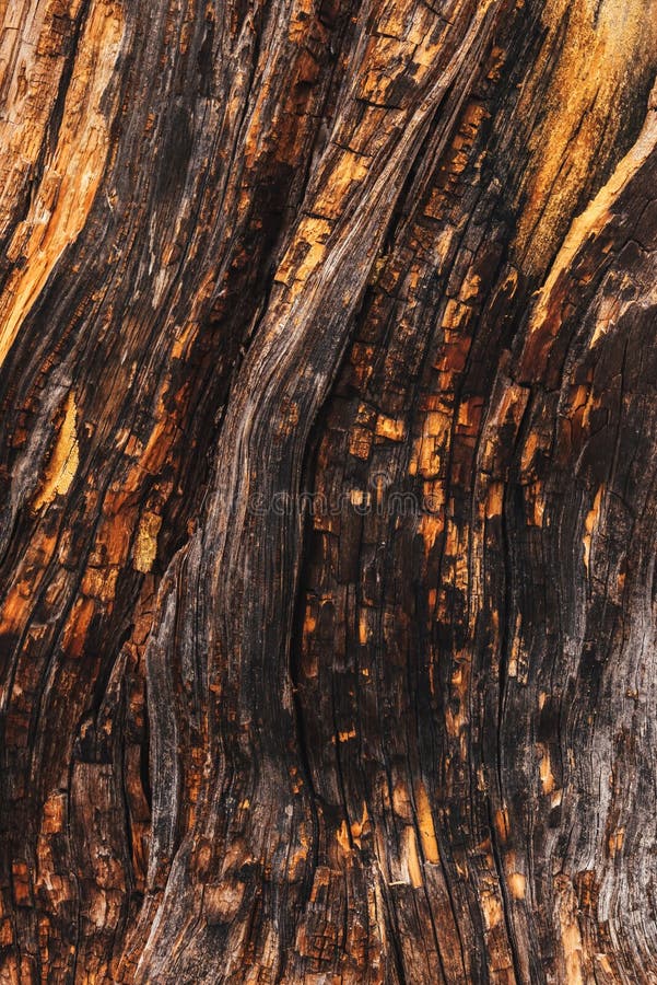 Textura de un tronco de árbol antiguo con orificios de cavidad pequeños. Textura de un viejo tronco de árbol con pequeños agujeros de cavidad como fondo