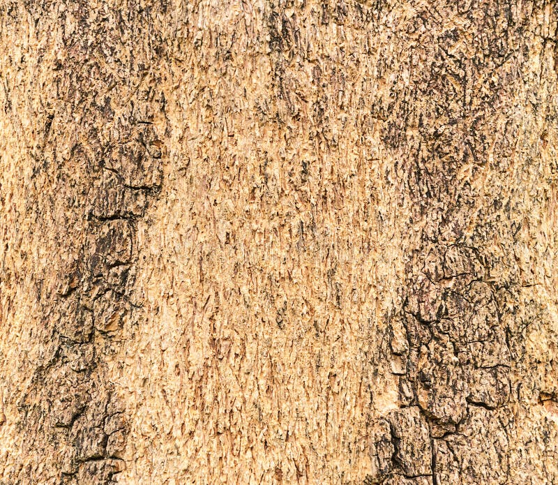 Textura de una madera del árbol imagen de archivo Textura de una madera del árbol imagen de archivo