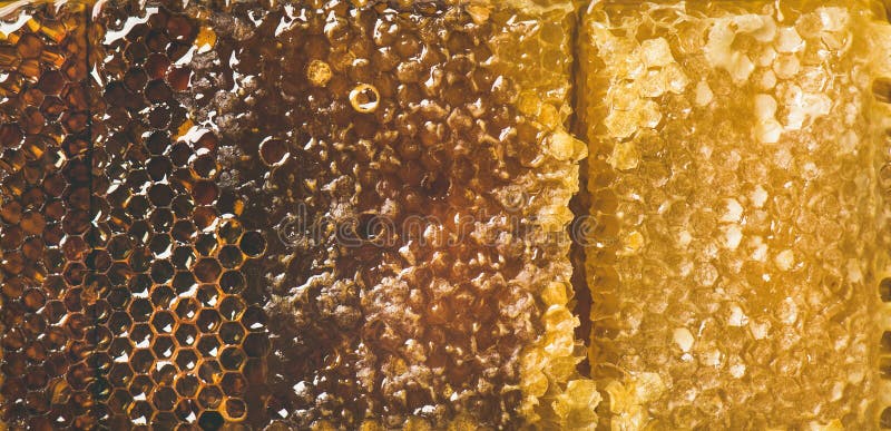 Textura del panal de la abeja, papel pintado y fondo, visión superior fotos de archivo Textura del panal de la abeja, papel pintado y fondo, visión superior fotos de archivo