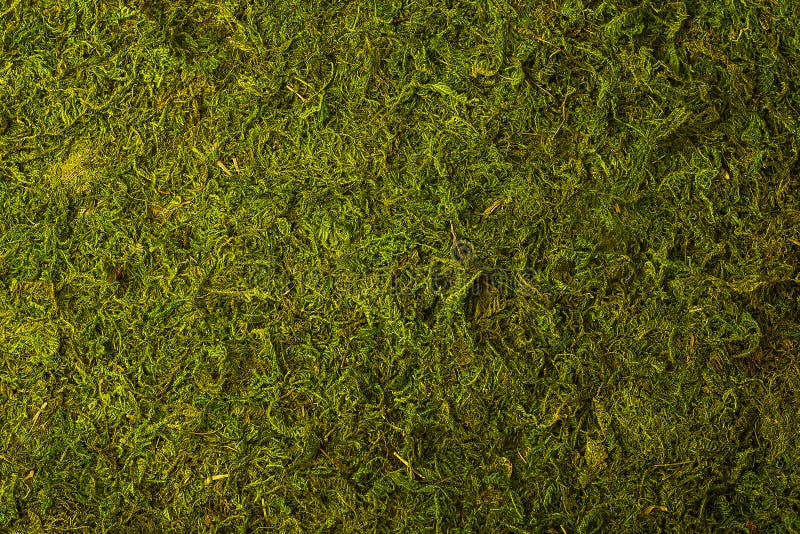 Textura do musgo verde fotos de stock Textura do musgo verde fotos de stock