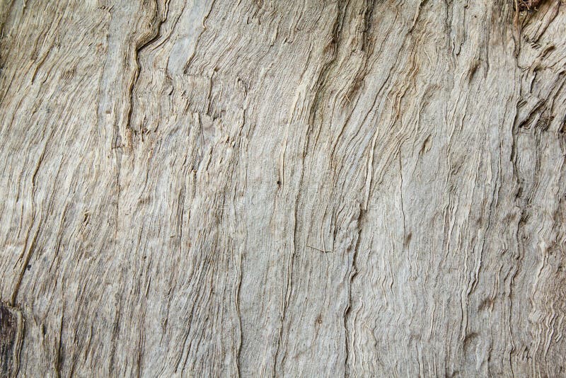 Textura do wood&bark fotos de stock royalty free Textura do wood&bark fotos de stock royalty free