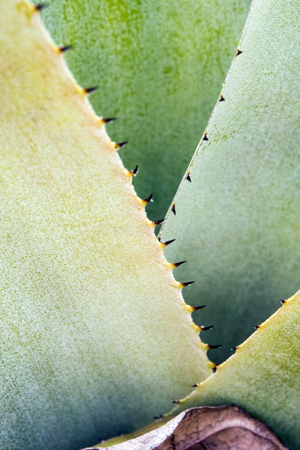 Os Espinhos Na Borda Das Folhas Da Bromélia Imagem de Stock - Imagem de  tropical, folhas: 157328827