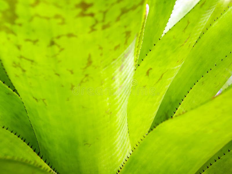 Textura E Espinhos No Bordo Das Folhas De Bromélia Imagem de Stock - Imagem  de folhagem, naughty: 157328817