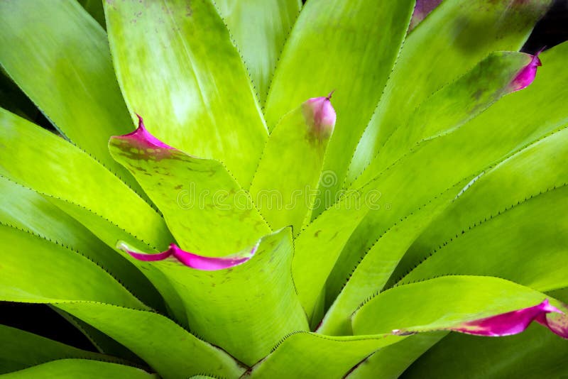 Textura E Espinhos No Bordo Das Folhas De Bromélia Foto de Stock - Imagem  de planta, decorativo: 157328828