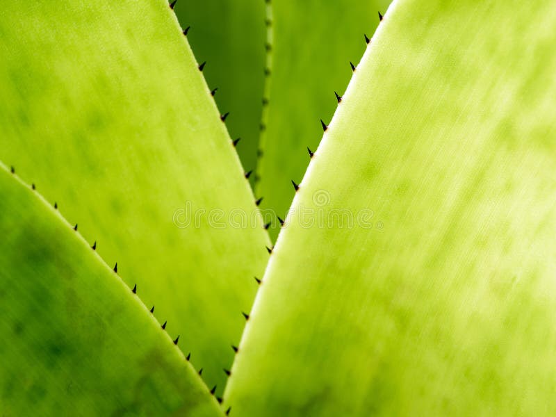 Os Espinhos Na Borda Das Folhas Da Bromélia Imagem de Stock - Imagem de  tropical, folhas: 157328827