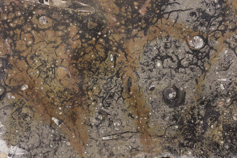 Textura fóssil fotos de stock