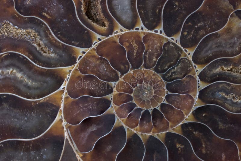 Textura macro de concha fóssil imagens de stock royalty free