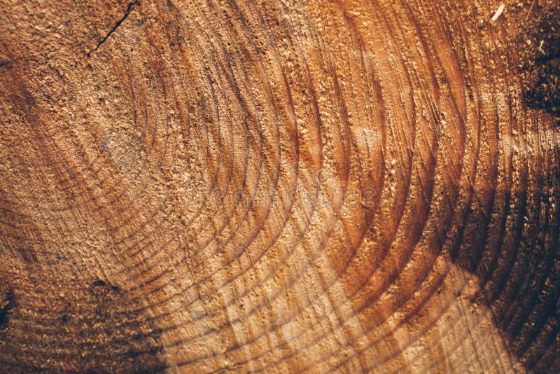 Textura macra del tronco de árbol cortado Tocón del árbol de pino textura y fondo de madera para el diseño Texturas orgánicas fotografía de archivo libre de regalías Textura macra del tronco de árbol cortado Tocón del árbol de pino textura y fondo de madera para el diseño Texturas orgánicas fotografía de archivo libre de regalías