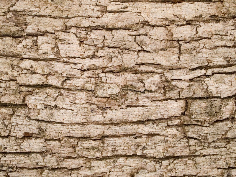 Stock macro photo of the texture of tree bark. Useful for backgrounds and layer masks. Stock macro photo of the texture of tree bark. Useful for backgrounds and layer masks.