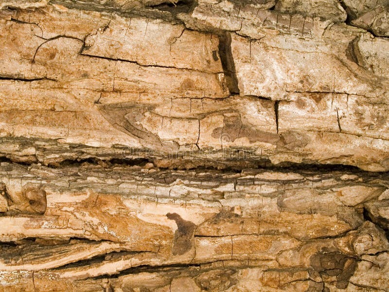 Stock macro photo of the texture of tree bark. Useful for backgrounds and layer masks. Stock macro photo of the texture of tree bark. Useful for backgrounds and layer masks.