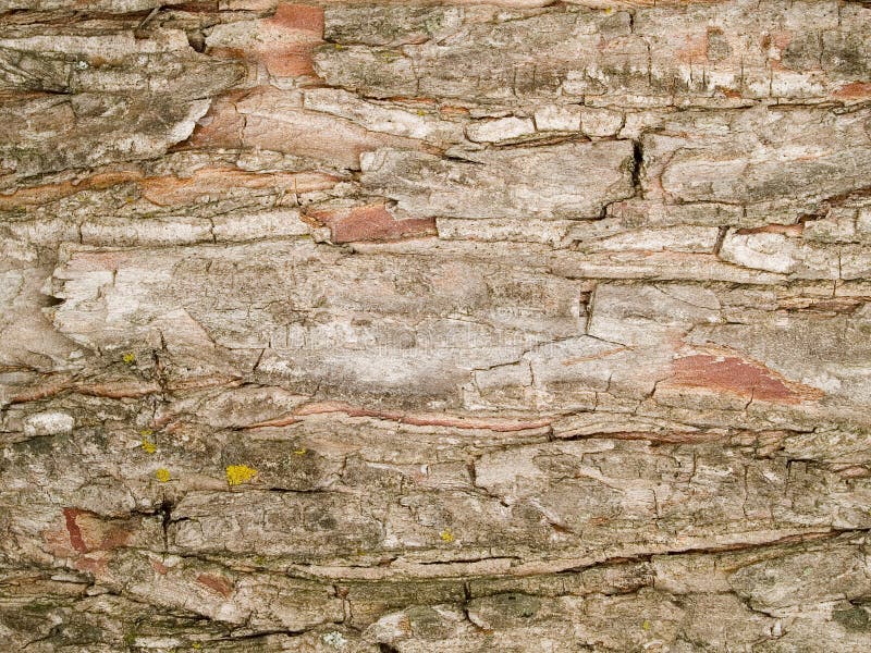 Stock macro photo of the texture of tree bark. Useful for layer masks or abstract backgrounds. Stock macro photo of the texture of tree bark. Useful for layer masks or abstract backgrounds.