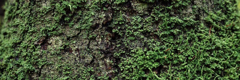 Textura De Musgo Natural En Tronco De árbol. Concepto De Musgo Imagen de  archivo - Imagen de crezca, hoja: 221437583